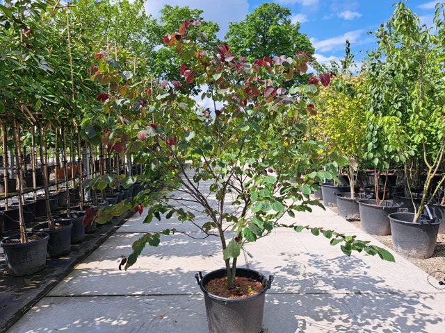 Cercis canadensis Forest Pansy Meerstammig (Judasboom)