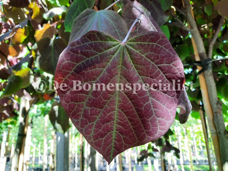 Cercis canadensis Forest Pansy Meerstammig (Judasboom)-2