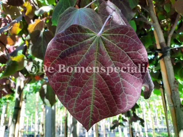 Cercis canadensis Forest Pansy Meerstammig (Judasboom)