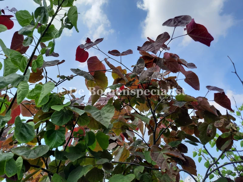 Cercis canadensis Forest Pansy Meerstammig (Judasboom)-3