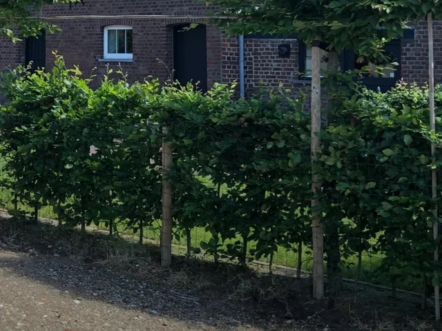 Fagus Sylvatica (Rotbuche)