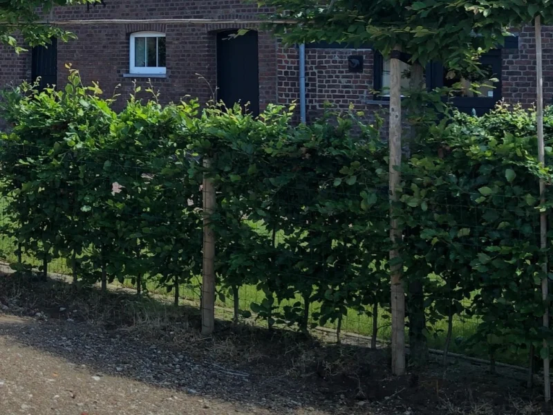 Fagus Sylvatica (Groene Beukenhaag)