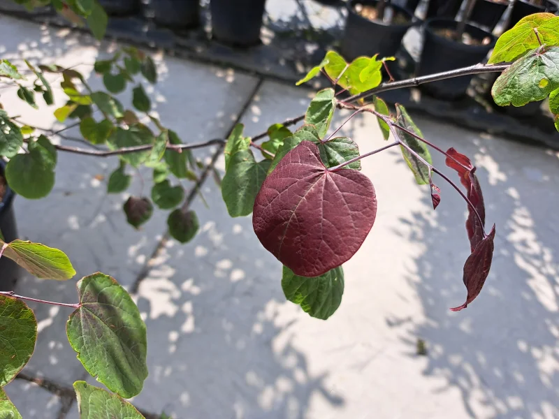 Cercis canadensis Forest Pansy Meerstammig (Judasboom)-4