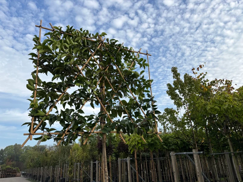 Prunus lusitanica 'Tico' leiboom (Portugese Laurier)
