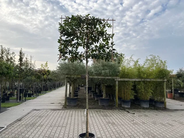 Prunus Lusitanica Tico Spalierbaum (Portugiesischer Kirschlorbeer)
