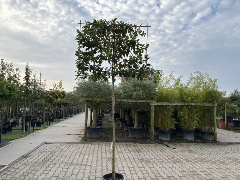 Prunus lusitanica 'Tico' leiboom (Portugese Laurier)
