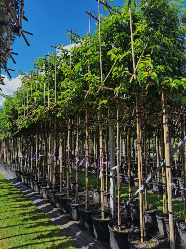 Prunus lusitanica 'Tico' leiboom (Portugese Laurier)-3