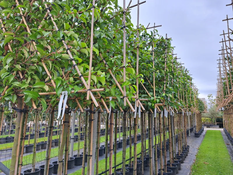 Prunus lusitanica 'Tico' leiboom (Portugese Laurier)-5