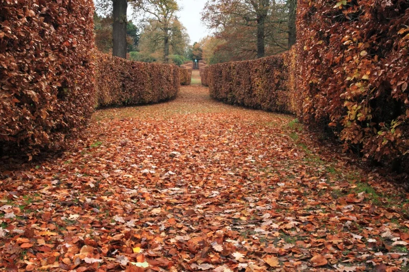 Fagus Sylvatica (Groene Beukenhaag)-2