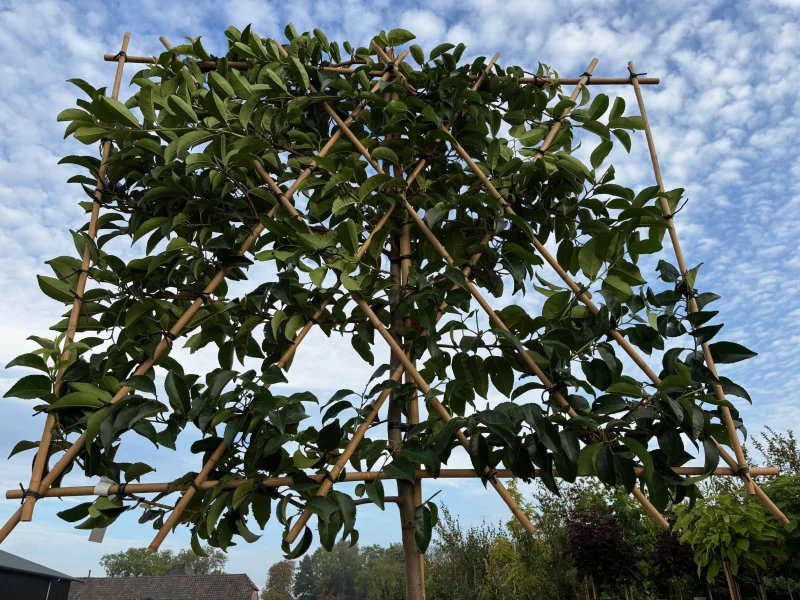 Prunus lusitanica 'Tico' leiboom (Portugese Laurier)-6