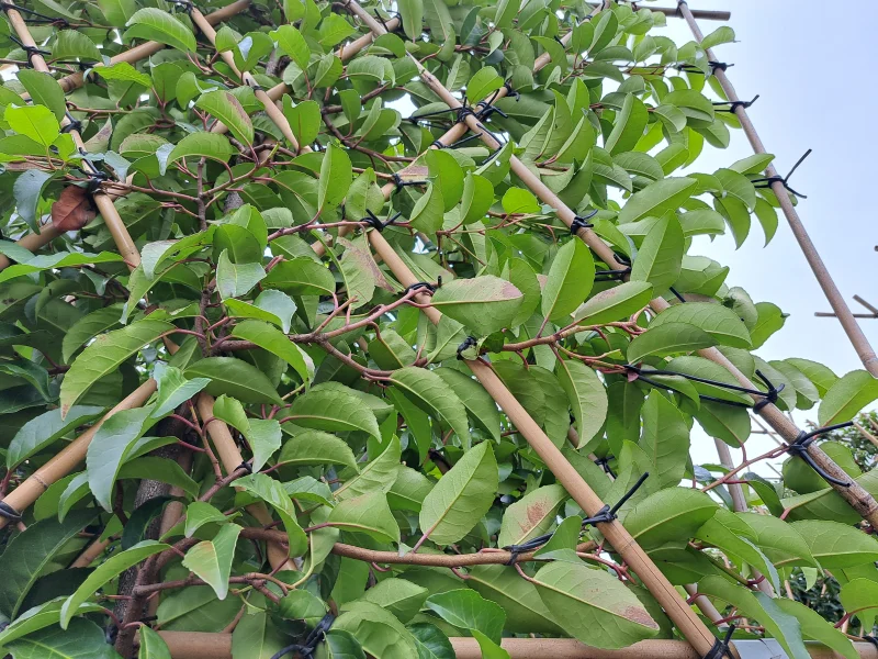 Prunus lusitanica 'Tico' leiboom (Portugese Laurier)-9