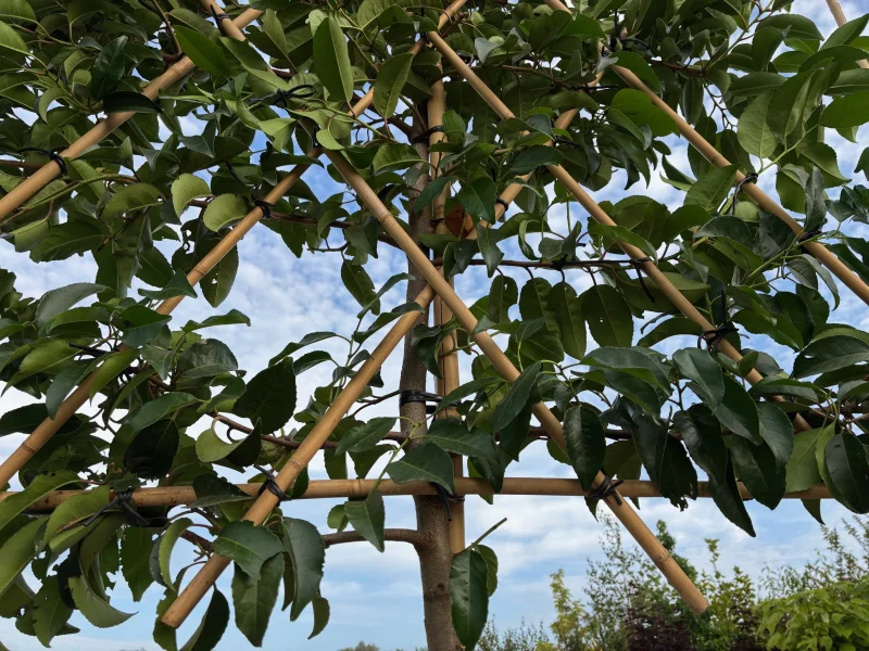 Prunus lusitanica 'Tico' leiboom (Portugese Laurier)-10