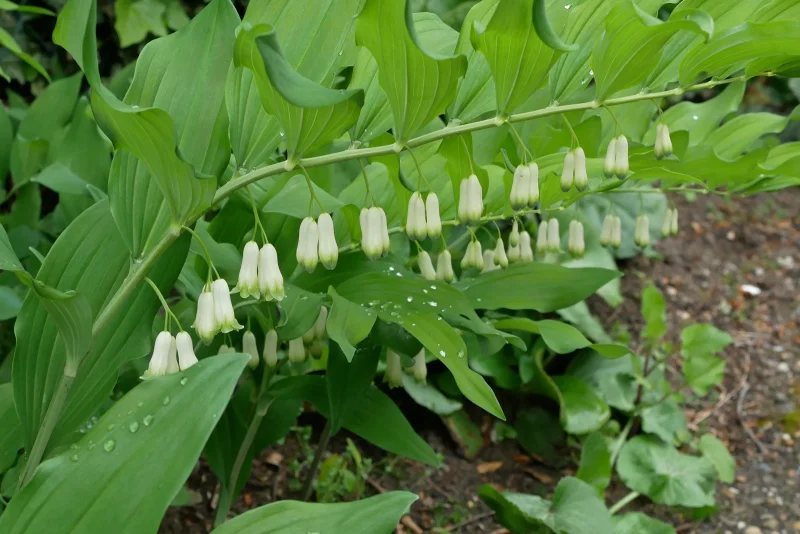 Polygonatum multiflorum (Salmonszegel)
