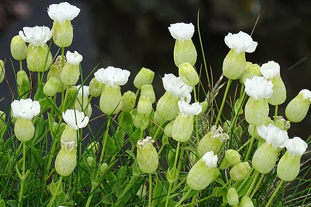 Silene maritima Weisskehlchen (Lijmkruid)