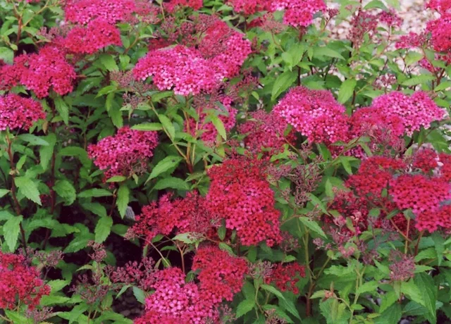 Spiraea Japonica Darts Red (Spierstruik)