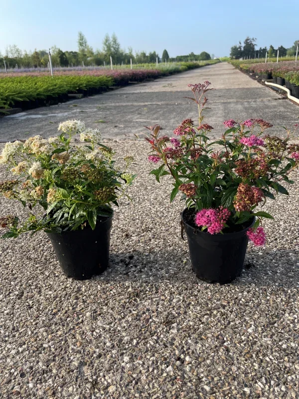 Spiraea Japonica Darts Red (Spierstruik)