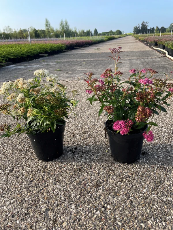 Spiraea Japonica Darts Red (Spierstruik)