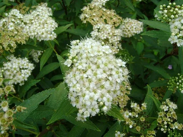 Spiraea Japonica Albiflora (Spierstruik)