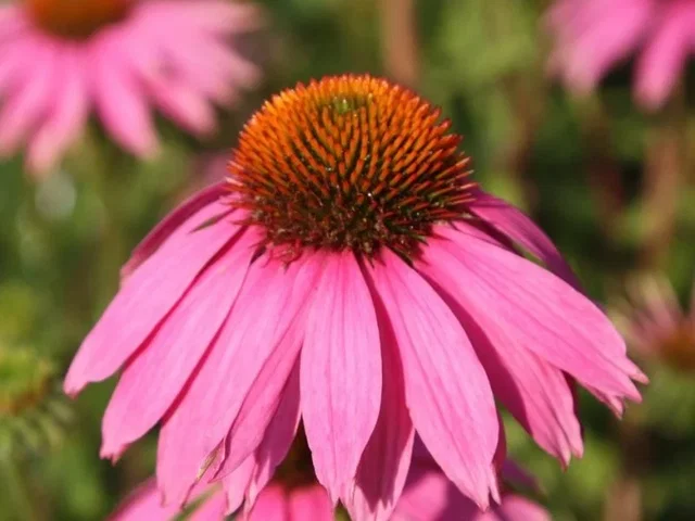 Echinacea Purpurea 'Little Magnus' (Zonnehoed) Echinacea Purpurea 'Little Magnus' (Zonnehoed)