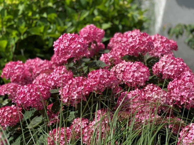 Hydrangea arb. Ruby Annabelle (Donkerroze Strong Annabelle)