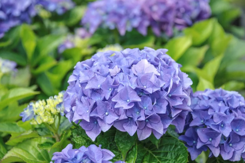 Hydrangea macrophylla Early Blue