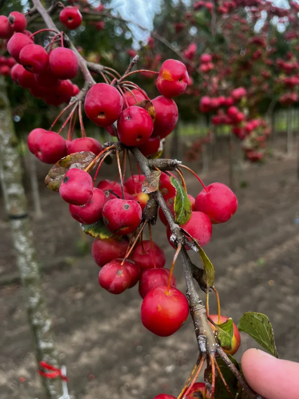 Malus Red Sentinel Leivorm (Leisierappel)-5
