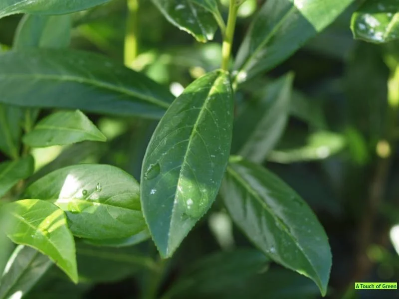 Prunus Laurocerasus Elly (Laurierhaag Elly)