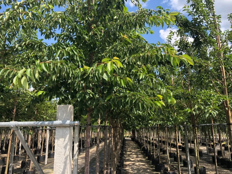 Prunus x Yedoensis Doorgaande Kroon (Japanse Sierkers)-2
