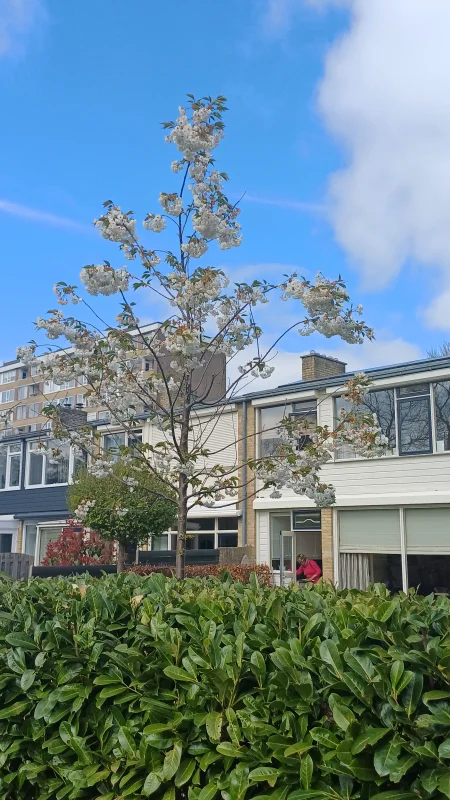 Prunus x Yedoensis Doorgaande Kroon (Japanse Sierkers)-3