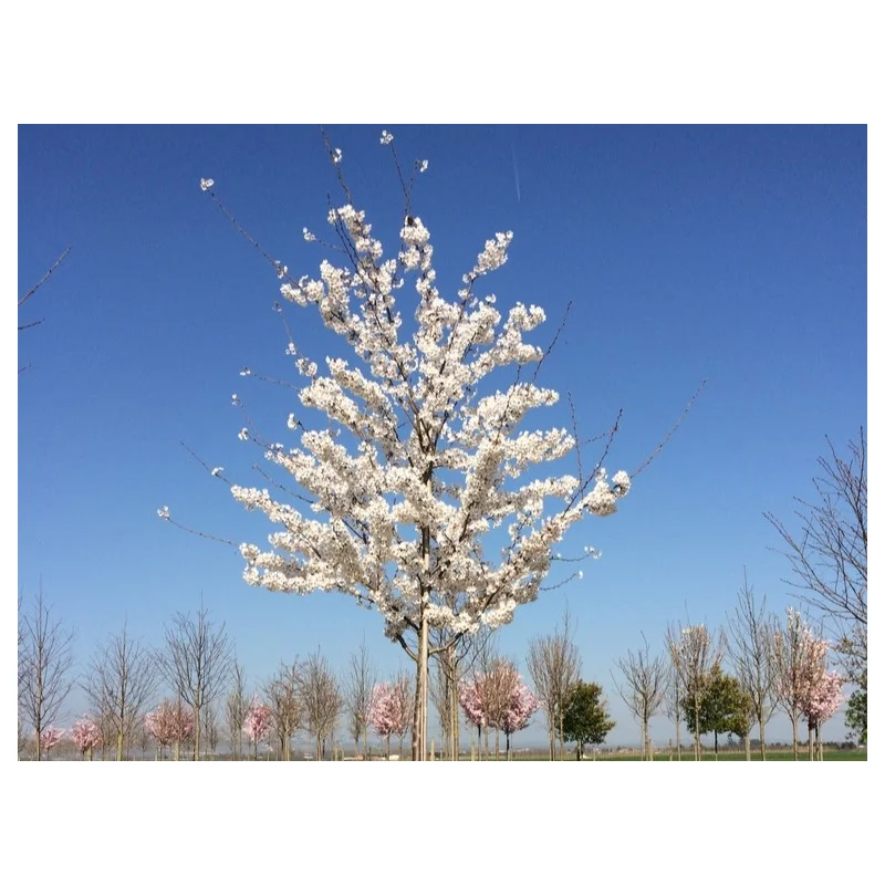 Prunus x Yedoensis Doorgaande Kroon (Japanse Sierkers)-4