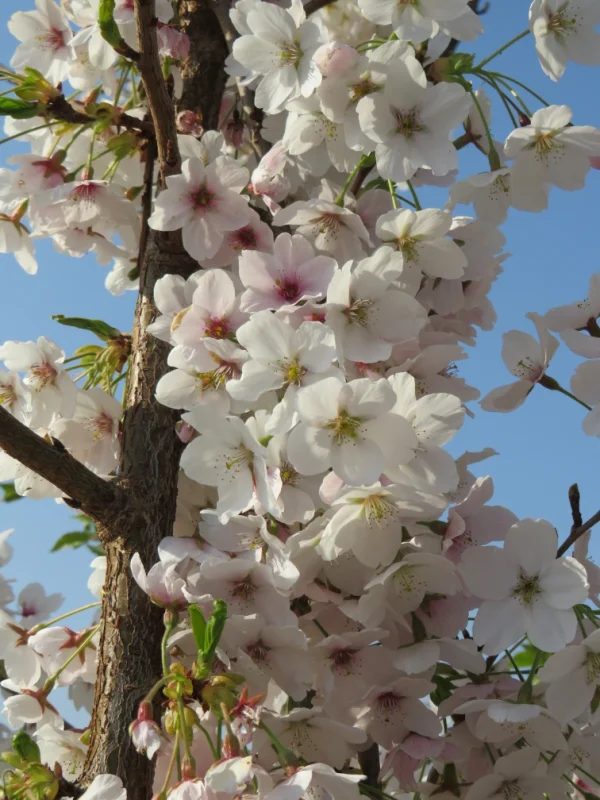 Prunus x Yedoensis Doorgaande Kroon (Japanse Sierkers)-6