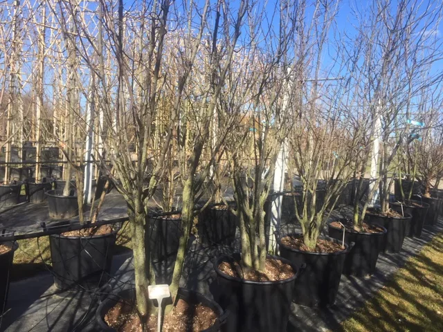 Prunus Fugenzo (syn. Shirofugen) Meerstammig