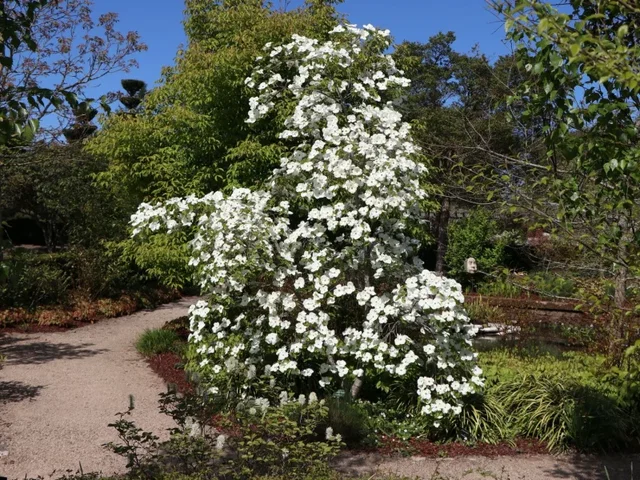 Cornus Eddie's  White Wonder Meerstammig (Kornoelje)
