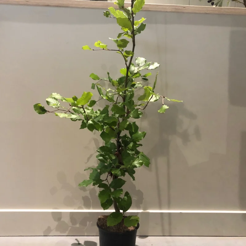 Fagus Sylvatica (Groene Beukenhaag)-7