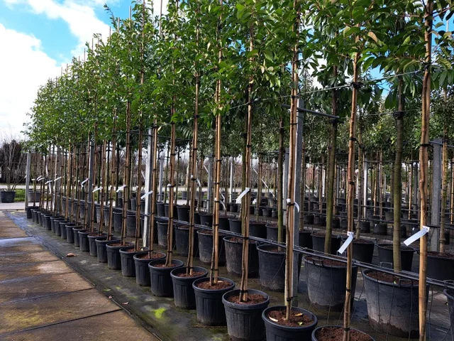 Prunus Lusitanica Tico (Portugese Laurier)