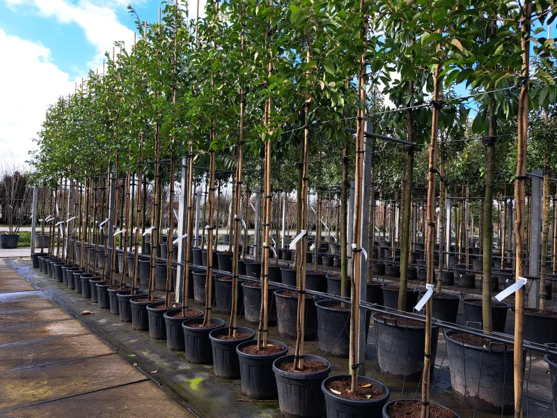 Prunus Lusitanica Tico (Portugese Laurier)