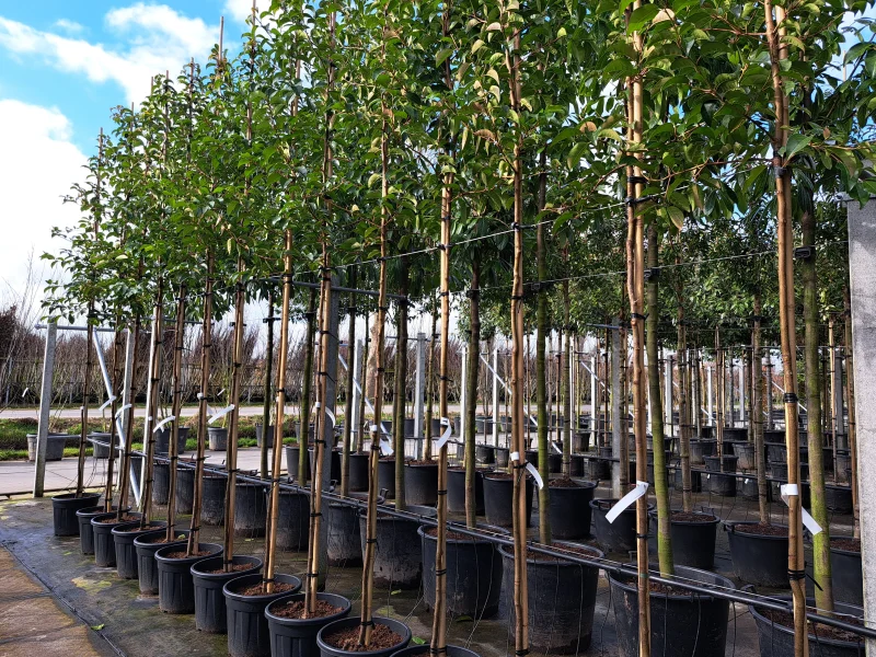 Prunus Lusitanica Tico (Portugese Laurier)-3