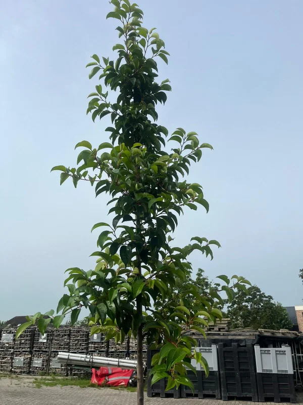 Prunus Lusitanica Tico (Portugese Laurier)-4