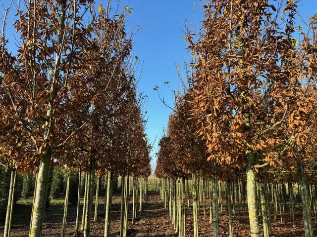 Carpinus Betulus Lucas Hochstamm (Hainbuche)