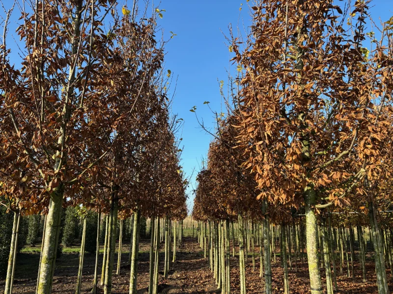 Carpinus Betulus Lucas (Gewone Haagbeuk)