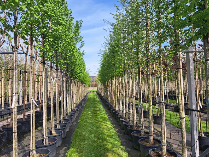 Carpinus Betulus Lucas (Gewone Haagbeuk)