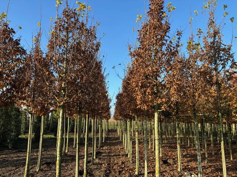 Carpinus Betulus Lucas (Gewone Haagbeuk)-3