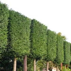 Cupressocyparis Leylandii Leiboom (Coniferenboom)