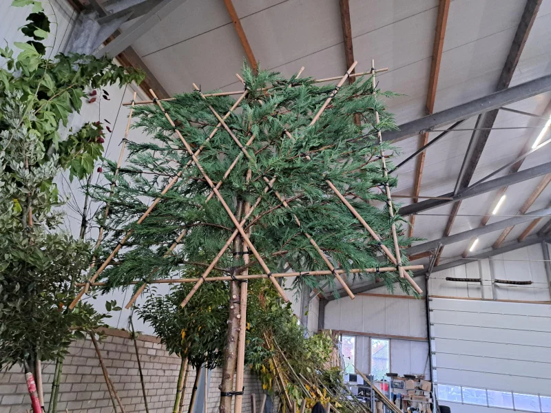 Cupressocyparis Leylandii Leiboom (Coniferenboom)-3