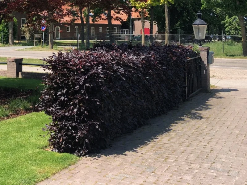 Fagus Sylvatica Atropunicea (Rode Beukenhaag)-1