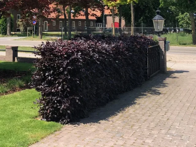 Fagus Sylvatica Atropunicea (Blutbuche)
