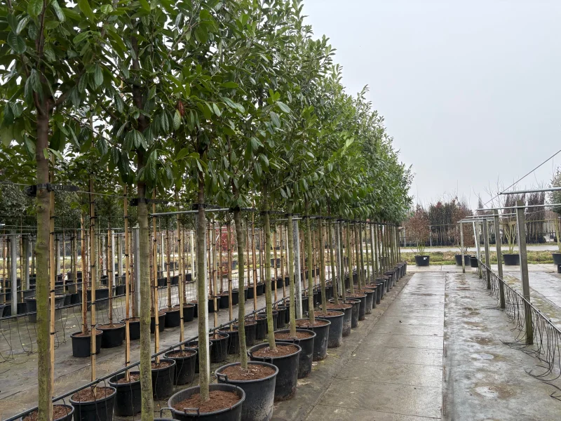Prunus Laurier Novita boom (Groenblijvende Laurier)-1