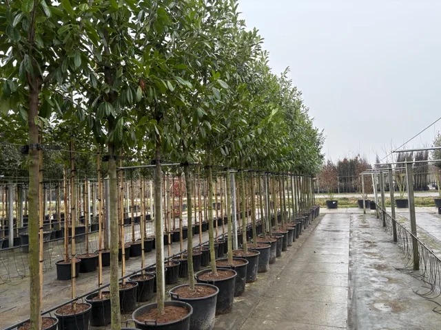 Prunus Laurocerasus Novita (Kirschlorbeer)