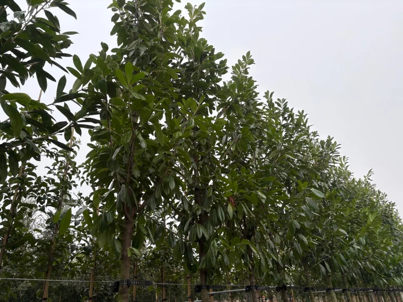 Prunus Laurier Novita boom (Groenblijvende Laurier)-3