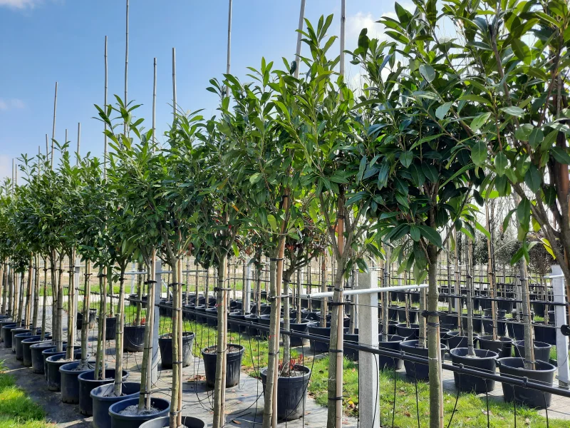 Prunus Laurier Novita boom (Groenblijvende Laurier)-4